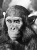 Chimpanzee. Poster Print by Granger Collection - Item # VARGRC0082043