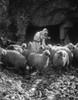 Holy Land: Shepherd, C1910. /Na Shepherd Pouring Oil On The Head Of A Sheep, Illustrating The 23Rd Psalm, 'Thou Anointest My Head With Oil.' Photograph, C1910. Poster Print by Granger Collection - Item # VARGRC0131036