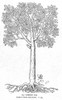 Botany: Common Oak Tree. /N(Quercus Robur Sessiliflora). Engraving. Poster Print by Granger Collection - Item # VARGRC0033342