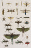 Insects, Seba's Thesaurus, 1734 Poster Print by Science Source