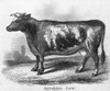 Cattle, 19Th Century. /Nayrshire (Dairy) Cow. Steel Engraving, 19Th Century. Poster Print by Granger Collection - Item # VARGRC0033351