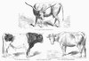 Cattle Breeds, 1856. /Ngalician Bull (Hungary); Styrian Bull (Austria); Angeln Cow (Schleswig-Holstein). Wood Engravings, French, 1856. Poster Print by Granger Collection - Item # VARGRC0092912