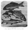 A Group Of Carp. /Ncommon Carp (Cyprinus Carpo), Large-Scaled Variety Of Carp, Crucian Carp, And Barbel Carp (Cyprinus Barbus). Wood Engraving, 19Th Century. Poster Print by Granger Collection - Item # VARGRC0069536