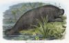 Manatee. /N(Manatus Australis). Line Engraving, Late 19Th Century. Poster Print by Granger Collection - Item # VARGRC0034307