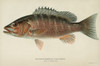 Fish: Gray Snapper. /Ngray, Or Mangrove, Snapper (Lutjanus Griseus). Lithograph By Julius Bien & Co., 1903. Poster Print by Granger Collection - Item # VARGRC0354151