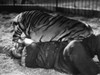 Lion Tamer, 1930S. /Namerican Actor Wallace Beery In A Scene From An Unidentified Film Of The 1930S. Poster Print by Granger Collection - Item # VARGRC0077420