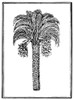 Date Palm, 1579. /Ndate Palm (Phoenix Dactylifera). Woodcut From Pietro Andrea Mattioli'S 'Commentaires,' Lyons, 1579. Poster Print by Granger Collection - Item # VARGRC0034771