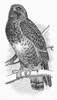 Rough-Legged Hawk, 1890. /Nline Engraving, 1890. Poster Print by Granger Collection - Item # VARGRC0100416
