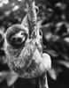 Sloth. /Nphotographed 20Th Century. Poster Print by Granger Collection - Item # VARGRC0101867