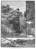 The Apple Harvest, 1882. /Nwood Engravings, American, 1882, After Drawings By Emily L. Phillips. Poster Print by Granger Collection - Item # VARGRC0087436