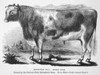 New England: Cattle, 1867. /Nshort-Horn Bull, Double Duke. Wood Engraving, American, 1867. Poster Print by Granger Collection - Item # VARGRC0079645