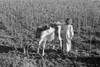 Texas: Farm Girl, 1939. /Nyoung Farm Girl Petting A Calf Near Weslaco, Texas. Photograph By Russell Lee, February 1939. Poster Print by Granger Collection - Item # VARGRC0121496