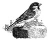 Sparrow. /Nwood Engraving, English, Early 19Th Century. Poster Print by Granger Collection - Item # VARGRC0067901