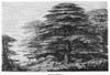 Botany: Lebanon Cedars. /Nline Engraving, 19Th Century. Poster Print by Granger Collection - Item # VARGRC0091040