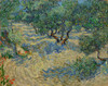 Van Gogh: Olive Orchard. /Noil On Canvas, Vincent Van Gogh, June 1889. Poster Print by Granger Collection - Item # VARGRC0433545