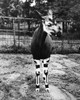 Okapi. /Nphotographed In 1941. Poster Print by Granger Collection - Item # VARGRC0104778