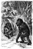 Orangutans. /Nline Engraving, German, C1865, After Robert Kretschmer. Poster Print by Granger Collection - Item # VARGRC0016377