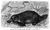 Duck-Billed Platypus./N(Ornithorhynchus Paradoxus). Line Engraving, 19Th Century. Poster Print by Granger Collection - Item # VARGRC0079348