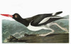 Audubon: Oystercatcher. /Namerican Oystercatcher (Haematopus Palliatus). Engraving After John James Audubon For His 'Birds Of America,' 1827-38. Poster Print by Granger Collection - Item # VARGRC0326229