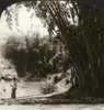 Ceylon: Bamboo, C1907. /N'Lofty Bamboo Trees In The Beautiful Botanical Gardens, Peradeniya, Ceylon.' Stereograph, C1907. Poster Print by Granger Collection - Item # VARGRC0324971