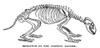 Badger Skeleton. /Nskeleton Of The Common European Badger (Meles Meles). Wood Engraving, American, Late 19Th Century. Poster Print by Granger Collection - Item # VARGRC0081993