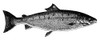 Salmon. /Nadult Salmon (Salmo Salar). Wood Engraving. Poster Print by Granger Collection - Item # VARGRC0013255