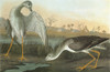 Audubon: Yellowlegs. /Ngreater Yellowlegs (Tringa Melanoleuca). Engraving After John James Audubon For His 'Birds Of America,' 1827-38. Poster Print by Granger Collection - Item # VARGRC0326793 Audubon: Yellowlegs. /Ngreater Yellowlegs (Tringa Melanoleuca). Engraving After John James Audubon For His 'Birds Of America,' 1827-38. Poster Print by Granger Collection - Item # VARGRC0326793