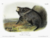 Audubon: Peccary. /Ncollared Peccary (Pecari Tajacu). Lithograph, C1849, After A Painting By John James Audubon For His 'Viviparous Quadrupeds Of North America.' Poster Print by Granger Collection - Item # VARGRC0023290