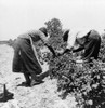 Migrant Workers, 1936. /Nmigrant Workers From Delaware Picking Berries In Southern New Jersey. Photograph By Dorothea Lange, June 1936. Poster Print by Granger Collection - Item # VARGRC0124089