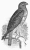 Red-Tailed Hawk, 1890. /Nline Engraving, 1890. Poster Print by Granger Collection - Item # VARGRC0100414