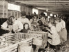 Hine: Oyster Shuckers, 1911. /Nyoung Boys And Girls Working Alongside Men And Women Shucking Oysters At The Dunbar Cannery Factory In Dunbar, Louisiana. Photograph By Lewis Hine, March 1911. Poster Print by Granger Collection - Item # VARGRC0130842