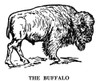 The Buffalo. /Nthe Buffalo. Wood Engraving, American, 19Th Century Poster Print by Granger Collection - Item # VARGRC0066353