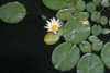 Nile: Lily Pads. /Nlily Pads And Water Lily Along The Nile River In Egypt. Photographed C1970. Poster Print by Granger Collection - Item # VARGRC0129950