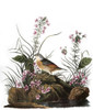 Audubon: Sparrow. /Ngrasshopper, Or Yellow-Winged, Sparrow (Ammodramus Savannarum), After John James Audubon For His 'Birds Of America,' 1827-38. Poster Print by Granger Collection - Item # VARGRC0007589