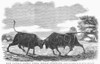 Bulls Fighting, C1863. /Nwood Engraving, American, C1863. Poster Print by Granger Collection - Item # VARGRC0092950