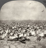 South Africa: Gannets. /N'South African Gannets In Countless Numbers, Near Cape Town, South Africa.' Stereograph, C1915. Poster Print by Granger Collection - Item # VARGRC0324963