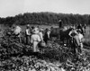 Henry John Heinz (1844-1919). /Namerican Businessman And Founder Of The H.J. Heinz Company. Heinz (Standing In Wagon) Visiting His Workers In A Field. Undated Photograph. Poster Print by Granger Collection - Item # VARGRC0172802