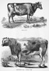 Cattle, 19Th Century. /Nmilch Cow (Top); Short-Horn Bull, Double Duke (Bottom). Wood Engravings, 19Th Century. Poster Print by Granger Collection - Item # VARGRC0079639