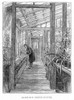 Charles Robert Darwin /N(1809-1882). English Naturalist. Darwin In The Greenhouse At His Home At Down, Near Beckenham, Kent, England: Wood Engraving, English, 1887. Poster Print by Granger Collection - Item # VARGRC0033378