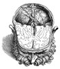 Vesalius: Brain, 1543. /Ndissection Of The Brain (Fig.7). Woodcut From The Seventh Book Of Andreas Vesalius' 'De Humani Corporis Fabrica' Published In 1543 At Basel, Switzerland. Poster Print by Granger Collection - Item # VARGRC0005318