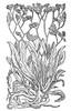 Botany: Sea Lavender. /N(Statice Limonium). Woodcut From A 1554 Edition Of Pietro Andrea Mattioli'S 'Commentaries,' Printed At Venice, Italy. Poster Print by Granger Collection - Item # VARGRC0084608