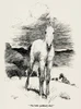 Illustration By Cecil Aldin  The Wild Horses Of Iceland Poster Print By Mary Evans Picture Library - Item # VARMEL10982169