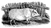 Swine, 19Th Century. /N'The Chinese Kind.' Wood Engraving, English, Early 19Th Century. Poster Print by Granger Collection - Item # VARGRC0043923