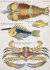 Colourful Illustration Of Two Fish  A Crab And A Crayfish Poster Print By Mary Evans / Natural History Museum - Item # VARMEL10708300