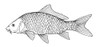 Fish: Carp. /Ncyprinus Carpo. Line Engraving, 19Th Century. Poster Print by Granger Collection - Item # VARGRC0069533