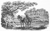Ploughing, 19Th Century. /Nwood Engraving, Early 19Th Century. Poster Print by Granger Collection - Item # VARGRC0079691