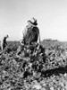 Migrant Workers, 1939. /Nbeet Field Workers In Adams County, Colorado, October 1939. Poster Print by Granger Collection - Item # VARGRC0030382