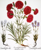 Carnation & Lavender, 1613. /Ncarnation (Caryophyllaceae) And Lavender (Labiatae). Engraving For Basilius Besler'S 'Florilegium,' Published In Nuremberg In 1613. Poster Print by Granger Collection - Item # VARGRC0036443