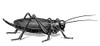 Grasshopper. /Nline Engraving. Poster Print by Granger Collection - Item # VARGRC0060740