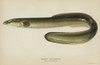 Fish: Common Eel. /Ncommon, Or American, Eel (Anguilla Chrysypa). Lithograph By Julius Bien & Co., 1903. Poster Print by Granger Collection - Item # VARGRC0354154
